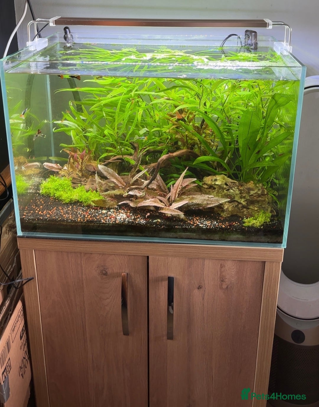 Live Bearers fish for sale: Full planted aquarium with male guppies - Image 2