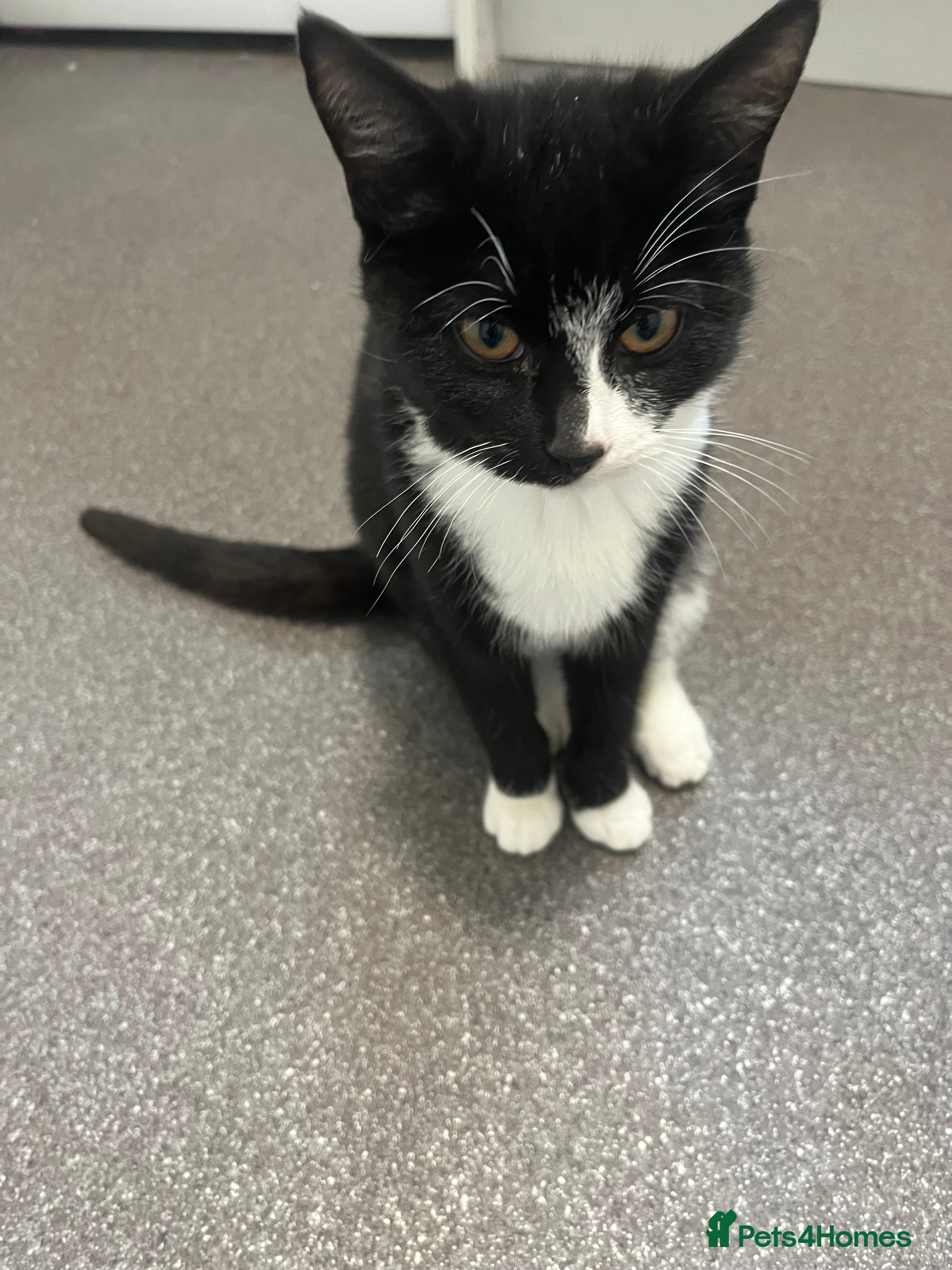 Mixed Breed cats for sale: 1 Kitten girl 6mths  - Advert 1