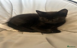 Mixed Breed cats for sale: ✨ Kittens for Sale ✨ - Image 5