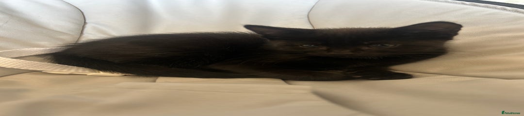 Mixed Breed Kitten 1