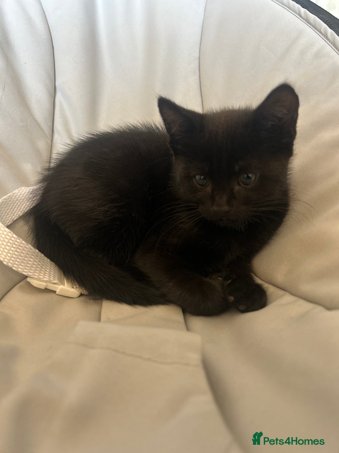 Mixed Breed cats for sale: ✨ Kittens for Sale ✨ - Image 5