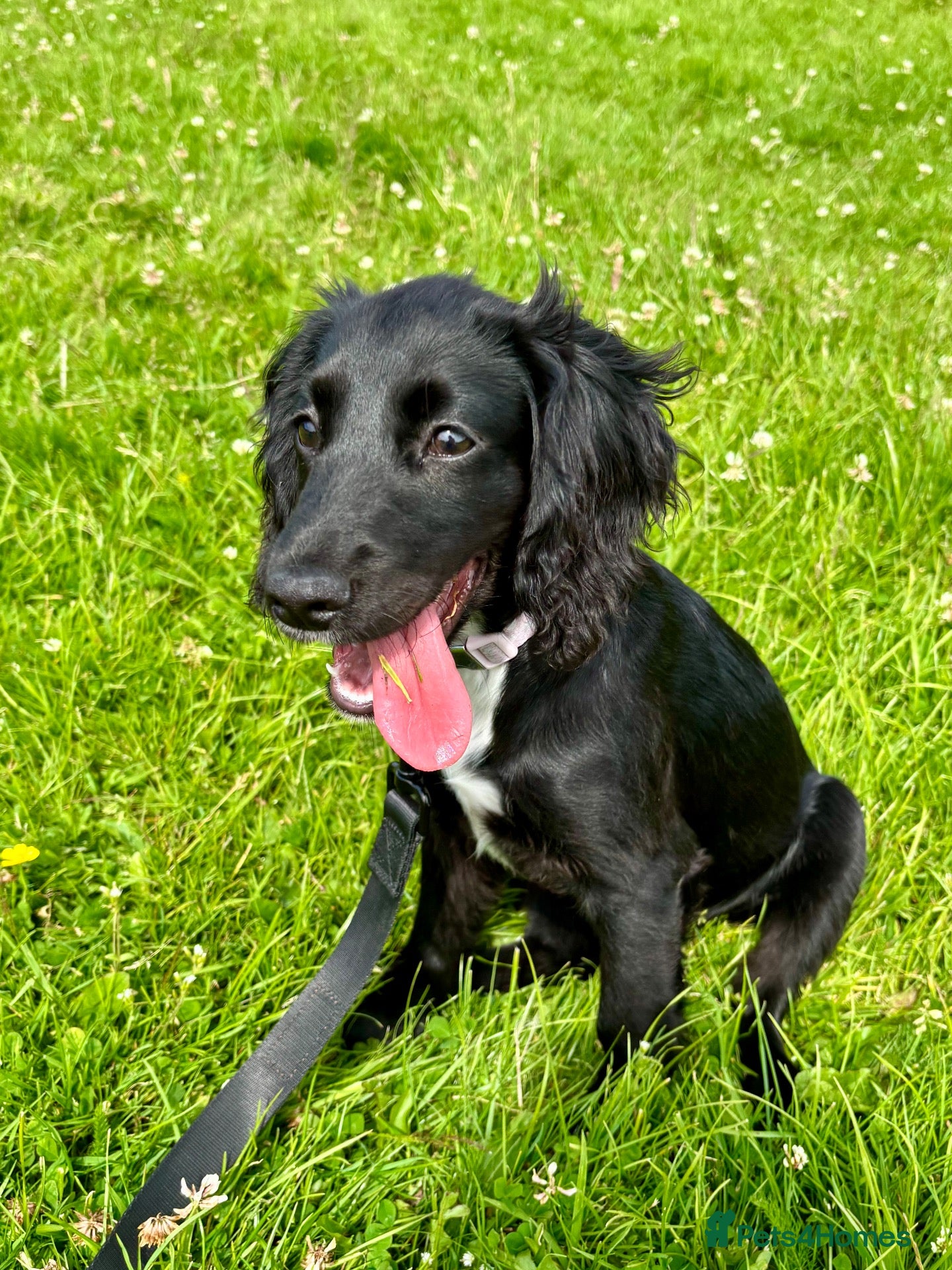Cocker Spaniel dogs Bonnie - Young working cocker spaniel  - Advert 1