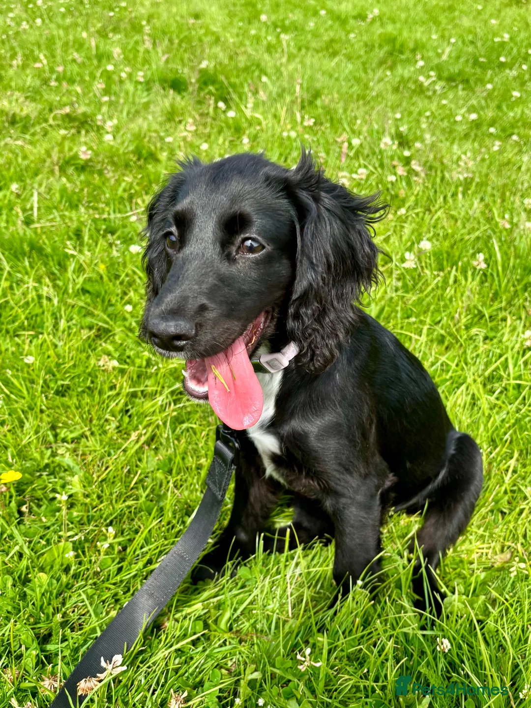 Cocker Spaniel dogs for sale: Bonnie - Young working cocker spaniel  - Advert 1
