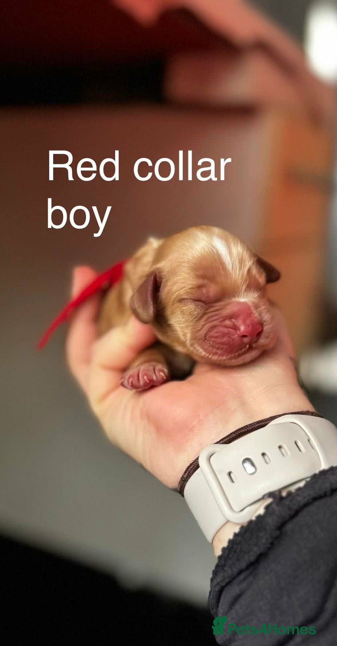 Cocker Spaniel dogs for sale: Stunning dark fox red and golden cockers - Advert 11