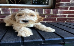 Cockapoo dogs for sale: Show cockapoos  - Image 10