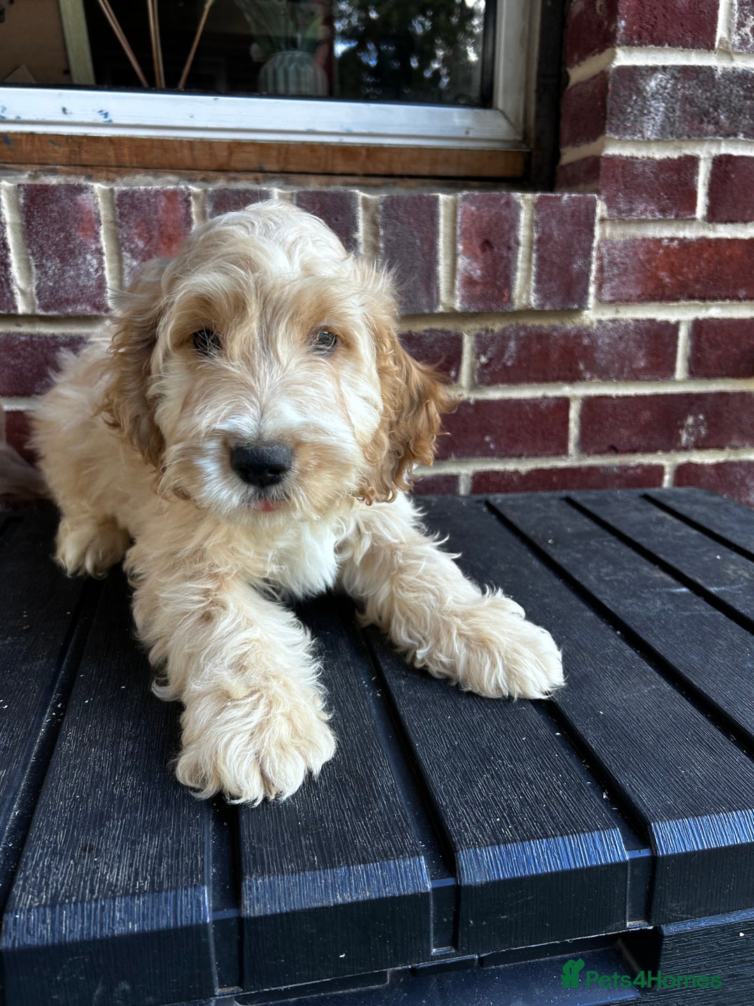 Cockapoo dogs for sale: Show cockapoos  - Image 10