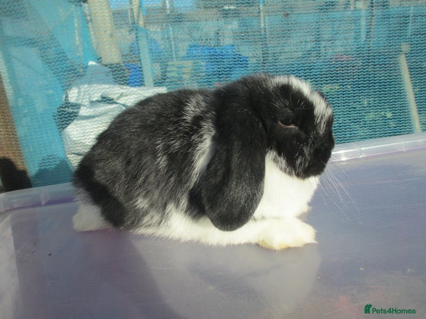 Mini Lop rabbits - Advert 1