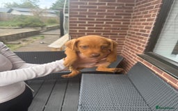 Patterdale Terrier dogs for sale: Patterdale fell terriers  - Image 2