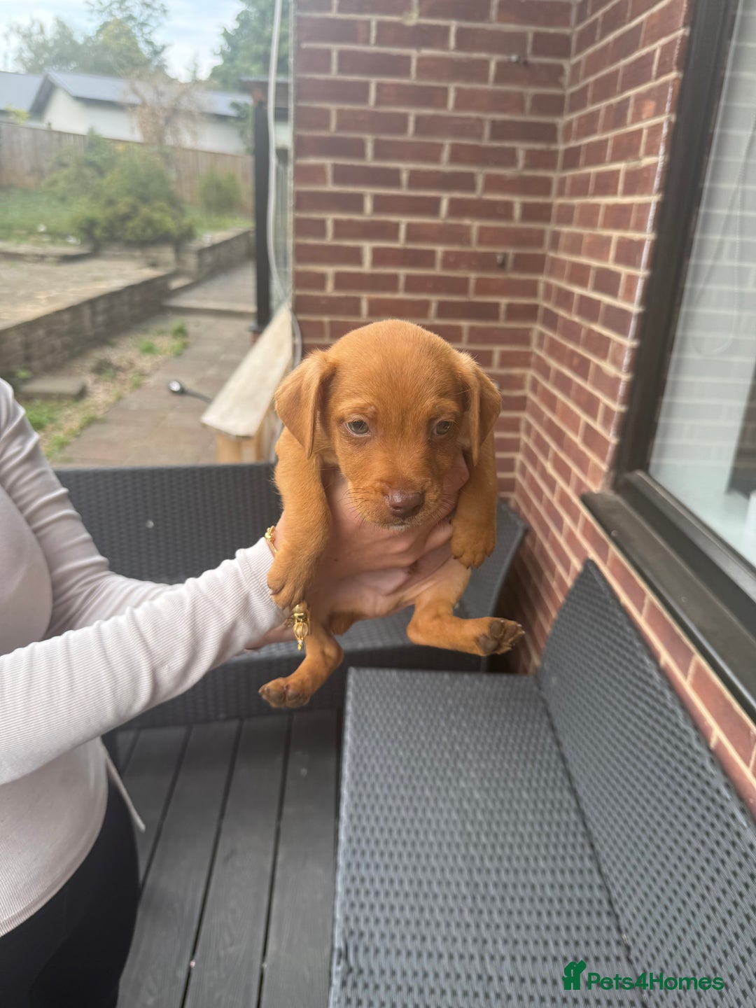 Patterdale Terrier dogs for sale: Patterdale fell terriers  - Image 2