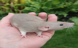 Rat rodents for sale: Agouti , cinnamon, blue and hooded Dumbo rats  - Image 13