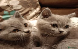 British Shorthair cats for sale: Blue British shorthairs kittens with GCCFpedigree - Image 3