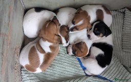 Jack Russell dogs for sale: Jack Russell puppies  - Image 16