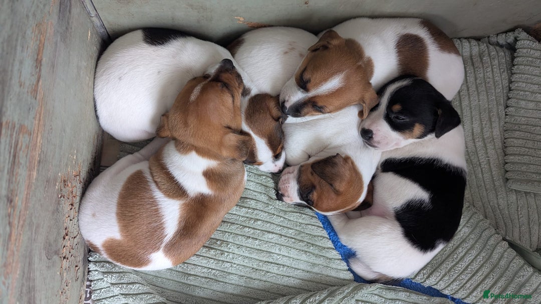 Jack Russell dogs for sale: Jack Russell puppies  - Image 16