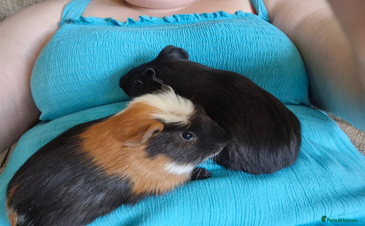 Guinea Pig rodents - Advert 11