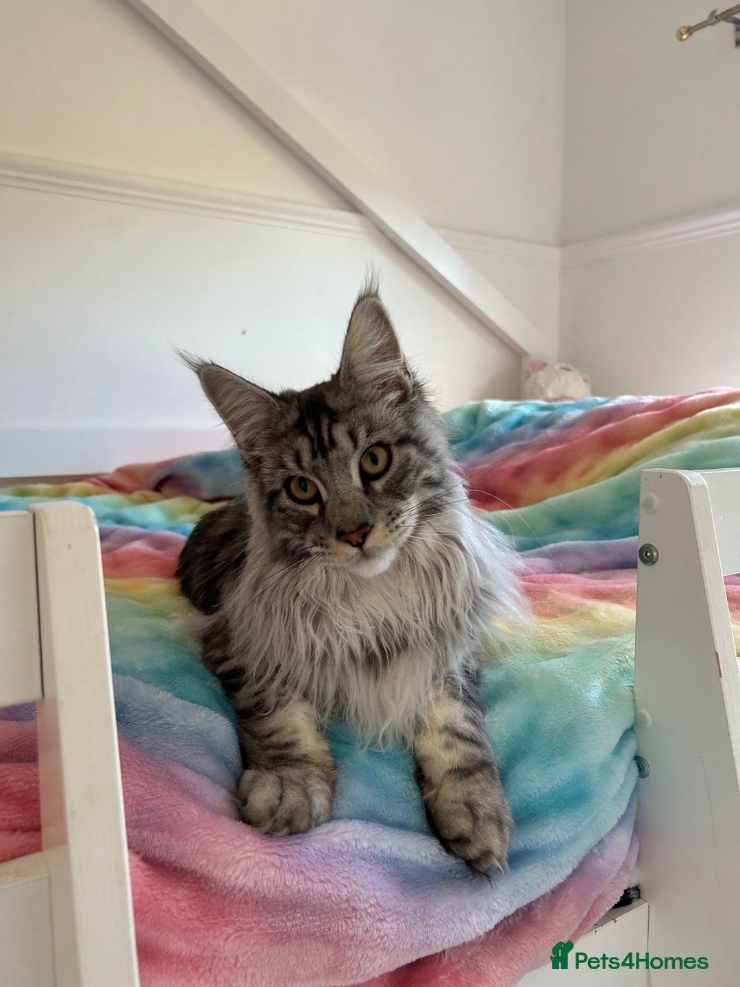 Maine Coon cats for sale: 9 month old classic silver tabby boy - Image 3