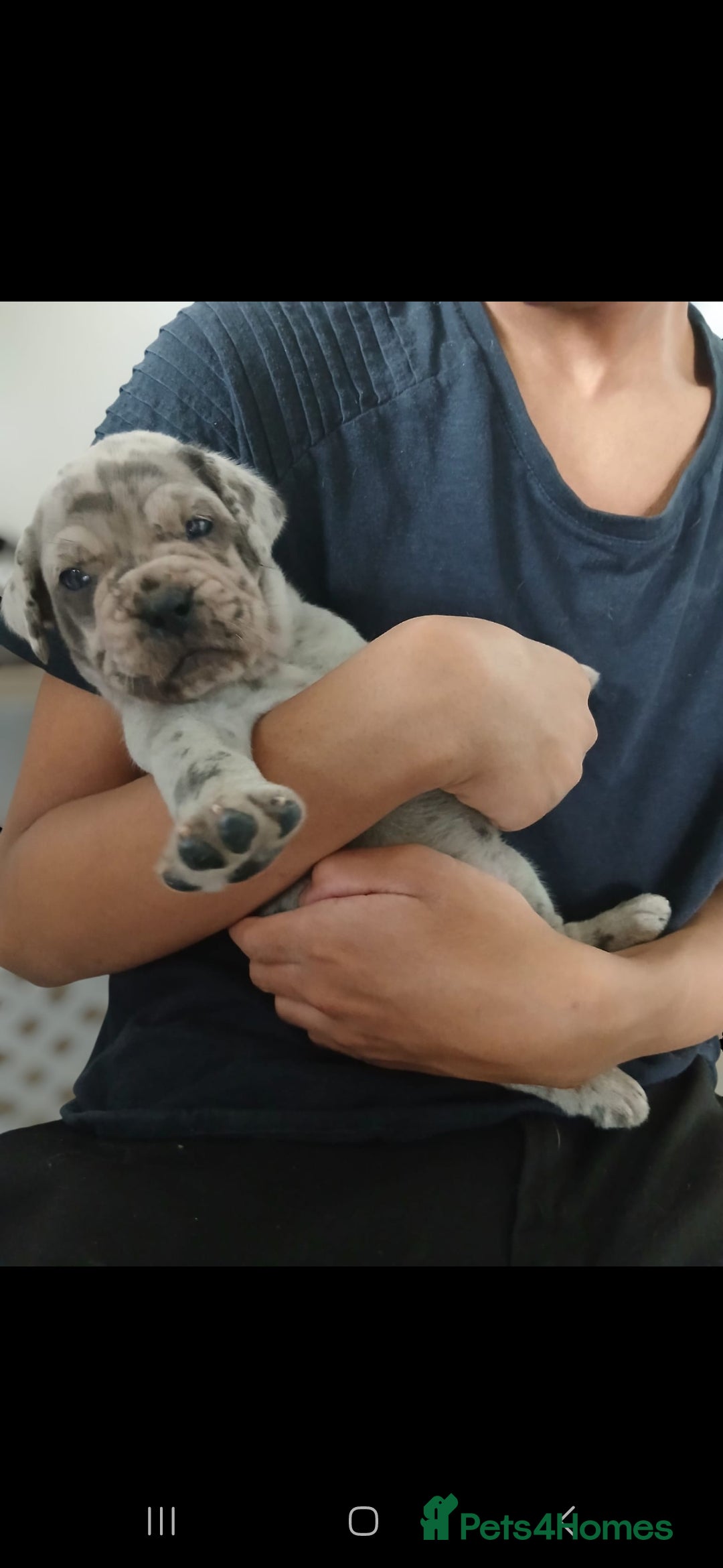 Mixed Breed dogs for sale: Beautiful Molesser Mastiff pups - Image 4