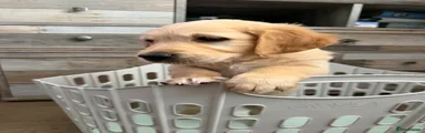 Golden Retriever 1