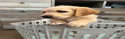 Golden Retriever dogs for sale: Beautiful Golden Retriever Puppies - Advert 9