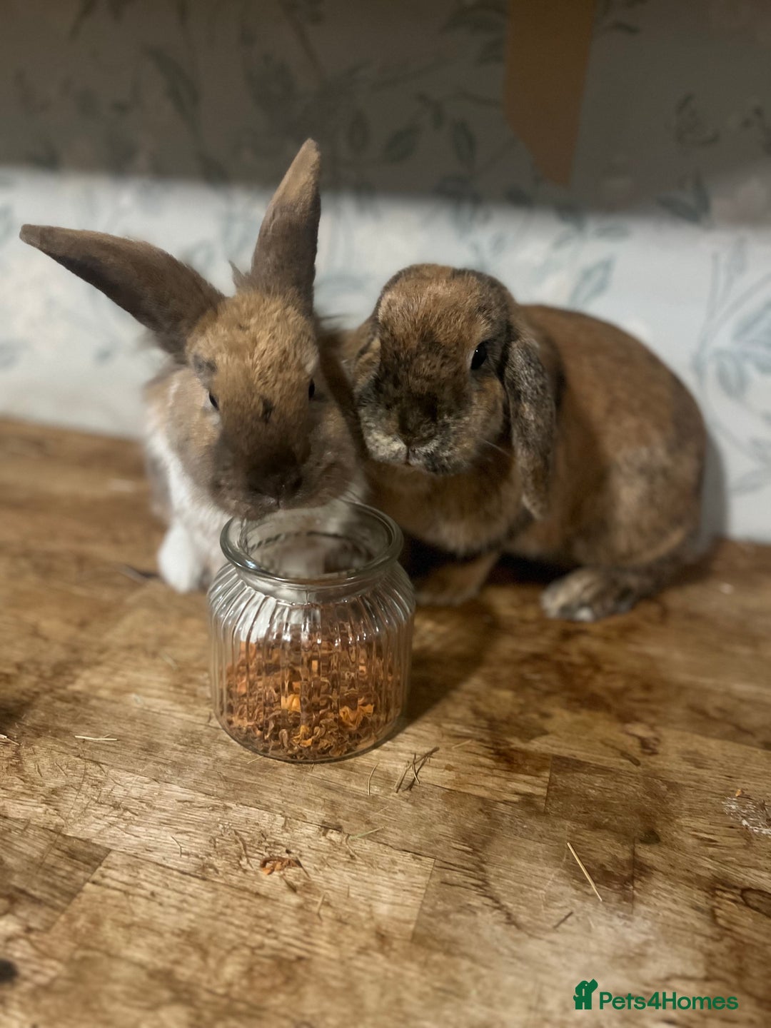 Mini Lop rabbits for sale: Two bonded female rabbits with brand new hutch - Advert 7