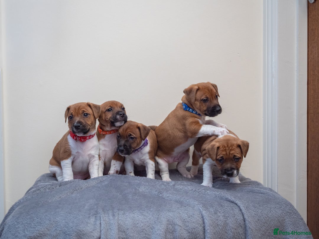 Plummer Terrier dogs for sale: Lovely Plummer Pupps - Advert 7