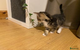 Mixed Breed cats for sale: Four gorgeous kittens  - Image 17