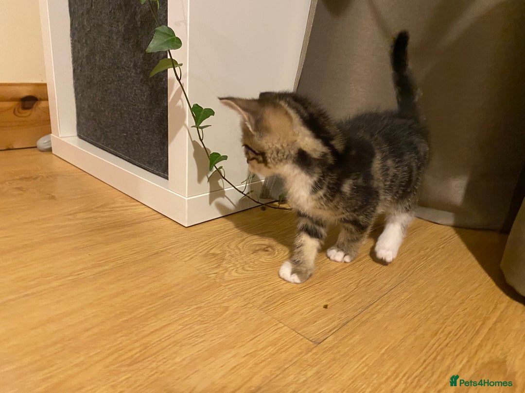 Mixed Breed cats for sale: Four gorgeous kittens  - Image 17