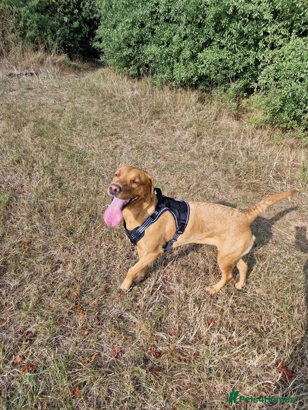 Labrador Retriever dogs for sale: Beautiful Red Fox Labrador Puppies-Born 8/01/26 - Advert 1