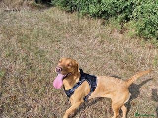 Labrador Retriever dogs Beautiful Red Fox Labrador Puppies-Born 8/01/26 - Advert 1