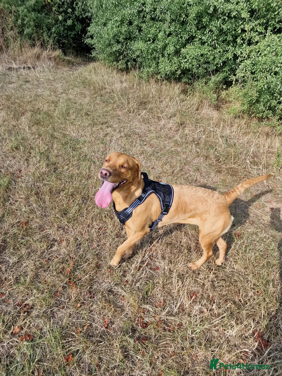 Labrador Retriever dogs for sale: Ready Now! Beautiful Red Fox Labrador Puppies - Advert 18