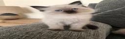 Ragdoll cats for sale: Beautiful ragdoll kitties  - Advert 18