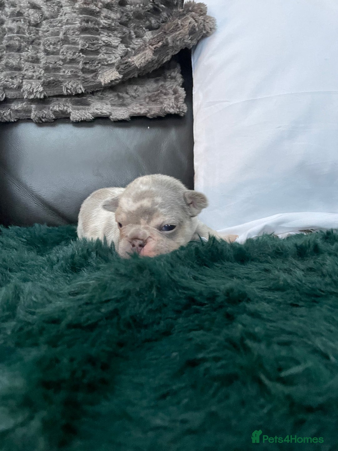 French Bulldog dogs for sale: Beautiful Merle French bulldogs  - Advert 12