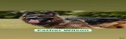 German Shepherd dogs for sale: Pedigree German Shepherd Puppies - Advert 5