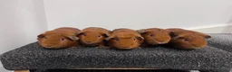 Guinea Pig rodents for sale: Guinea pigs  - Advert 5