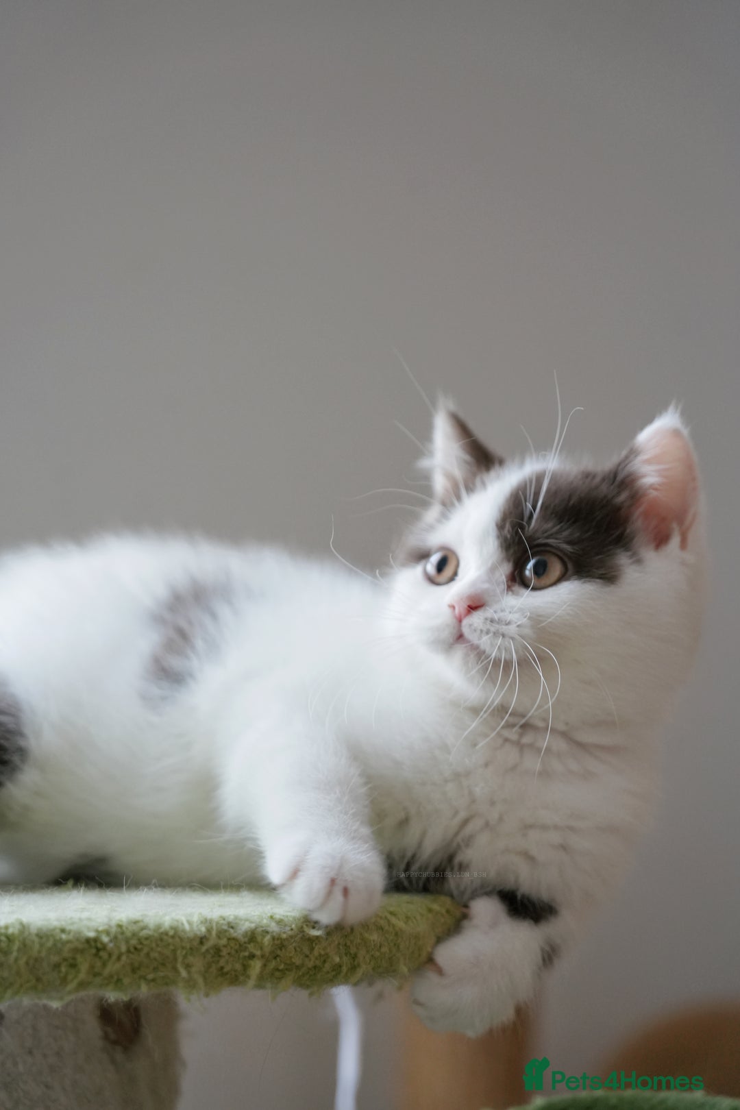 British Shorthair cats for sale: Health tested and registered Chocolate BSH - Image 11