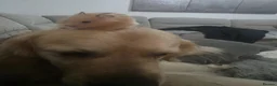 Golden Retriever dogs for sale: Adorable Golden Retriever Puppies for Sale! - Advert 15
