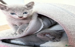 Russian Blue cats for sale: American lines Russian Blue Kittens. - Image 11