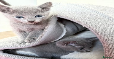 Russian Blue cats - Advert 13