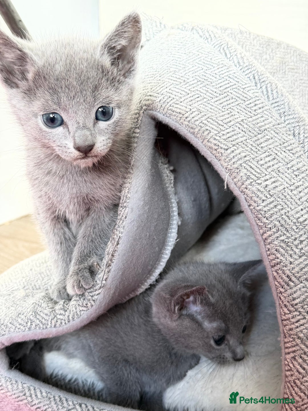 Russian Blue cats for sale: American lines Russian Blue Kittens. - Image 11