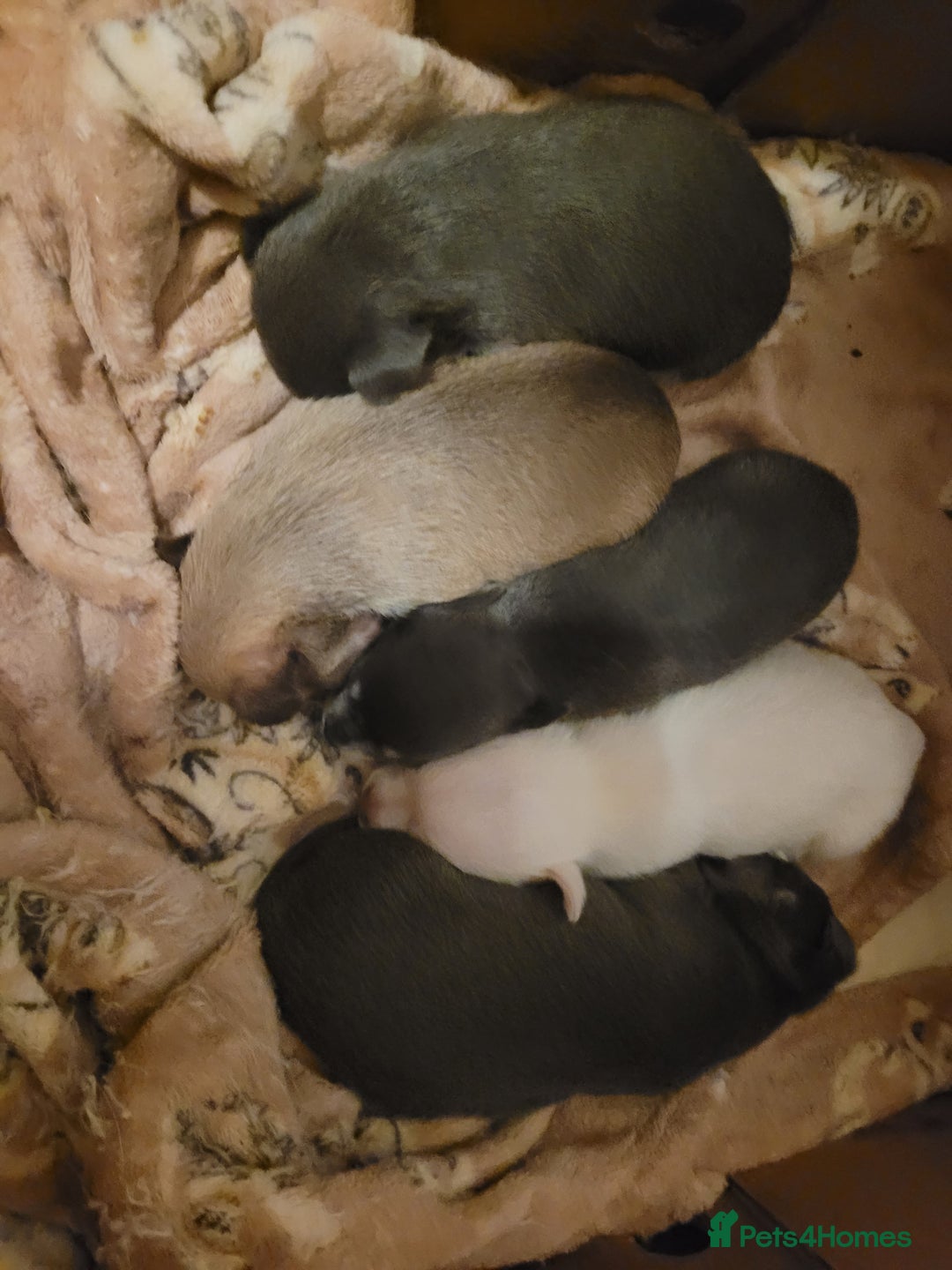 Chihuahua dogs for sale: Chihuahua puppies 2 males and 3 females  - Advert 15