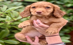 Cocker Spaniel dogs for sale: 2 Red working cocker spaniel puppies - Image 19