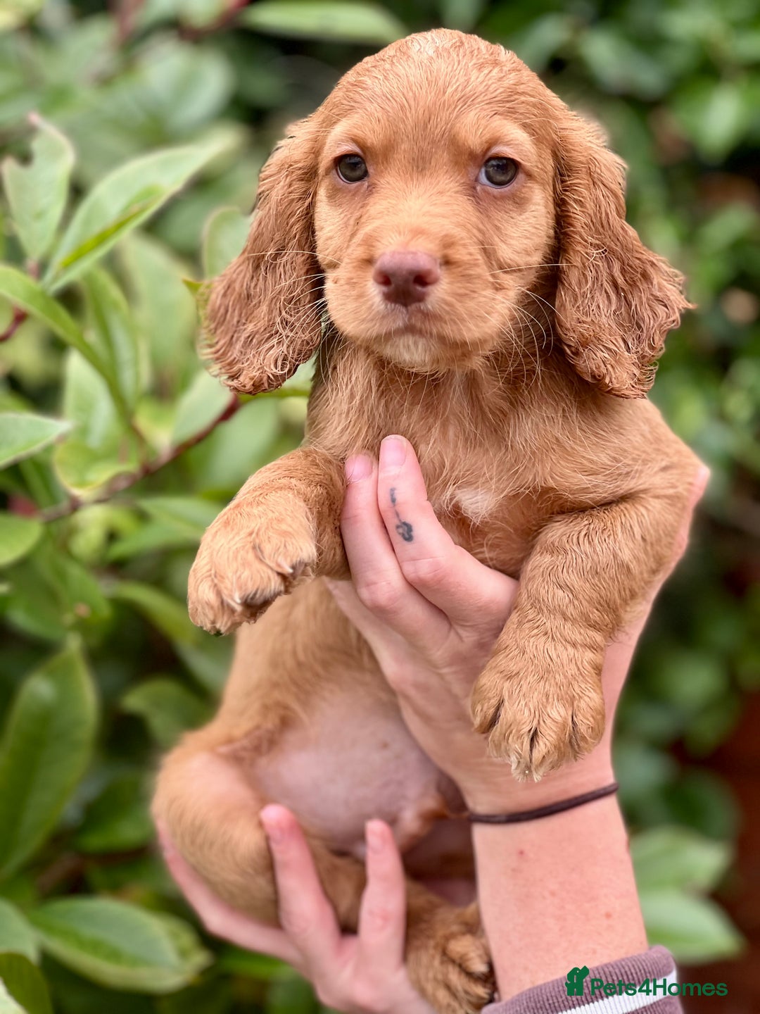 Cocker Spaniel dogs for sale: 2 Red working cocker spaniel puppies - Image 19