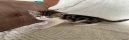 Mixed Breed cats for sale: Cute mixed kittens calico  - Advert 10