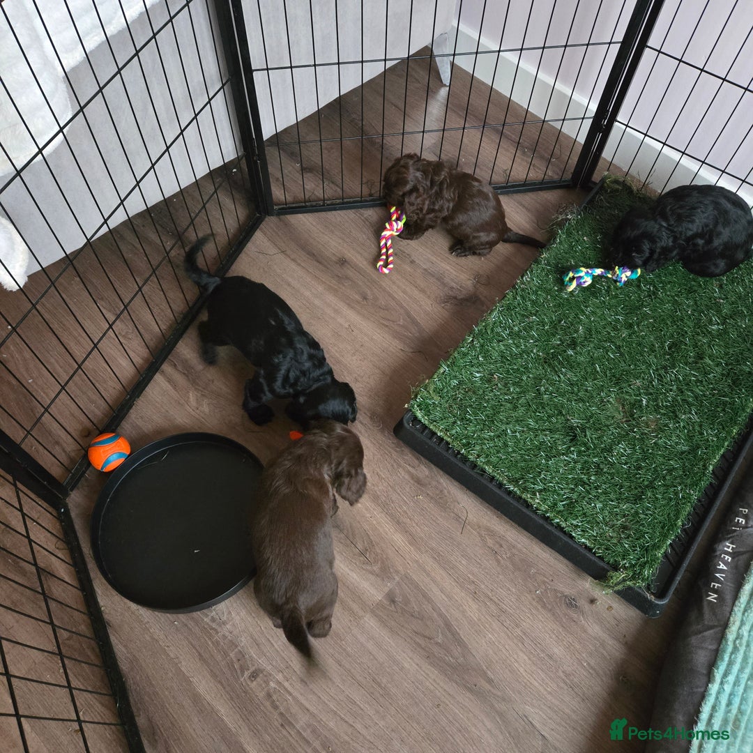 Cocker Spaniel dogs for sale: 5th generation kc reg wcs  - Image 2