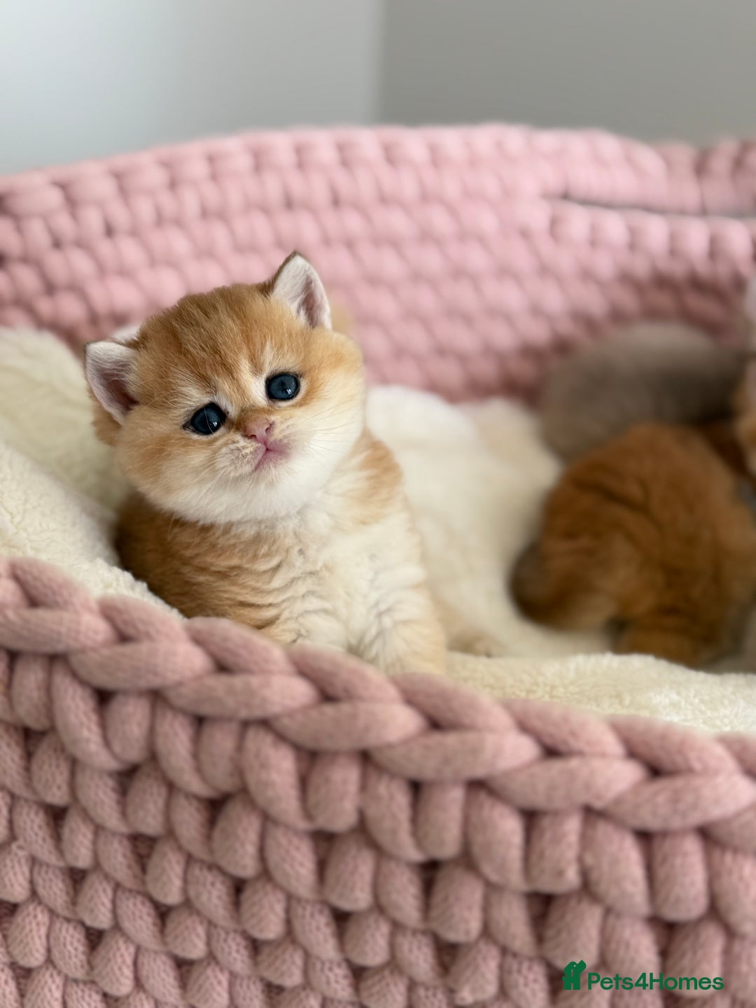 British Shorthair cats for sale: Golden Blue British Shorthair kittens  - Advert 13