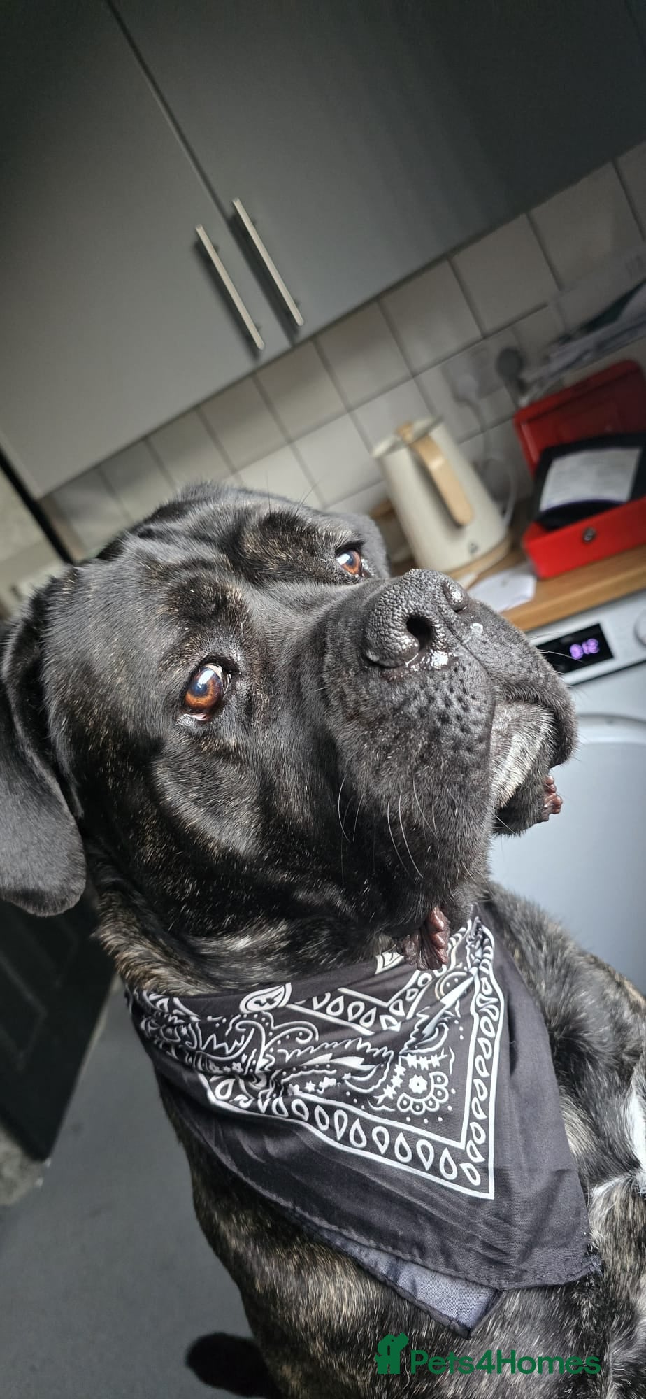 Cane Corso dogs KiKi! - Advert 1