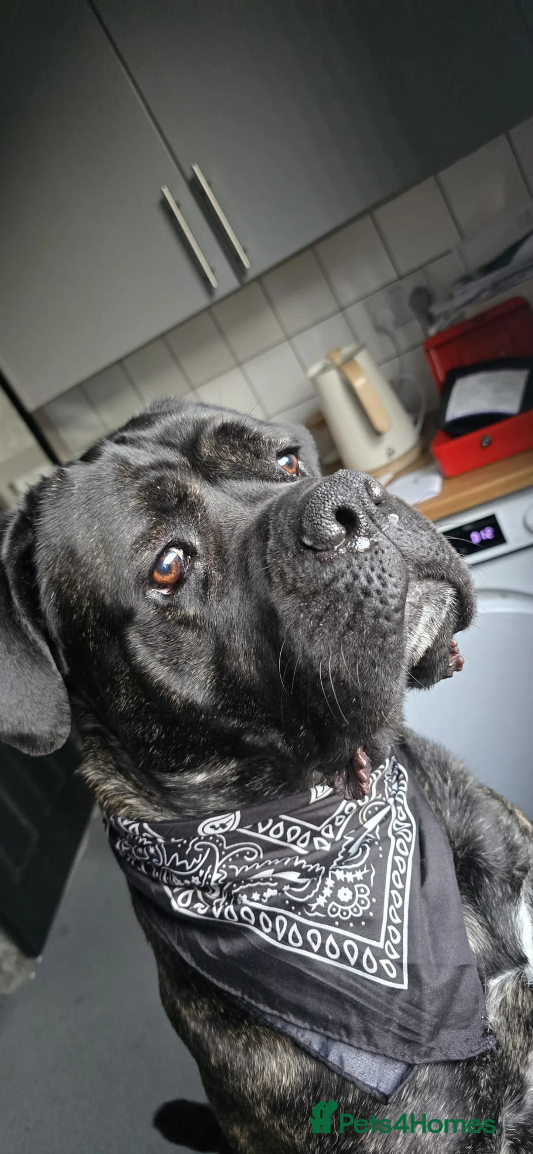 Cane Corso dogs for sale: KiKi! in Bradford - Advert 1