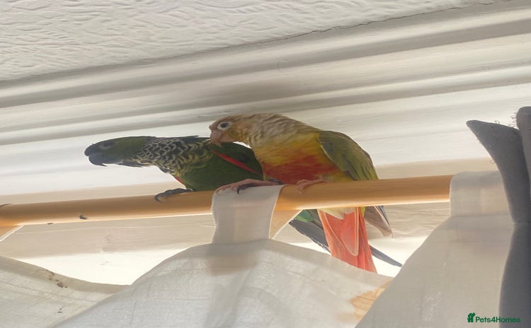 Conures birds Green cheek & Pineapple conures - Advert 3