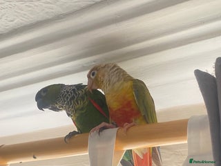 Conures birds Green cheek & Pineapple conures - Advert 12