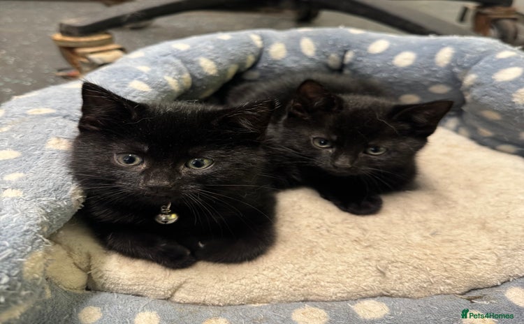 Domestic Shorthair cats - Advert 14