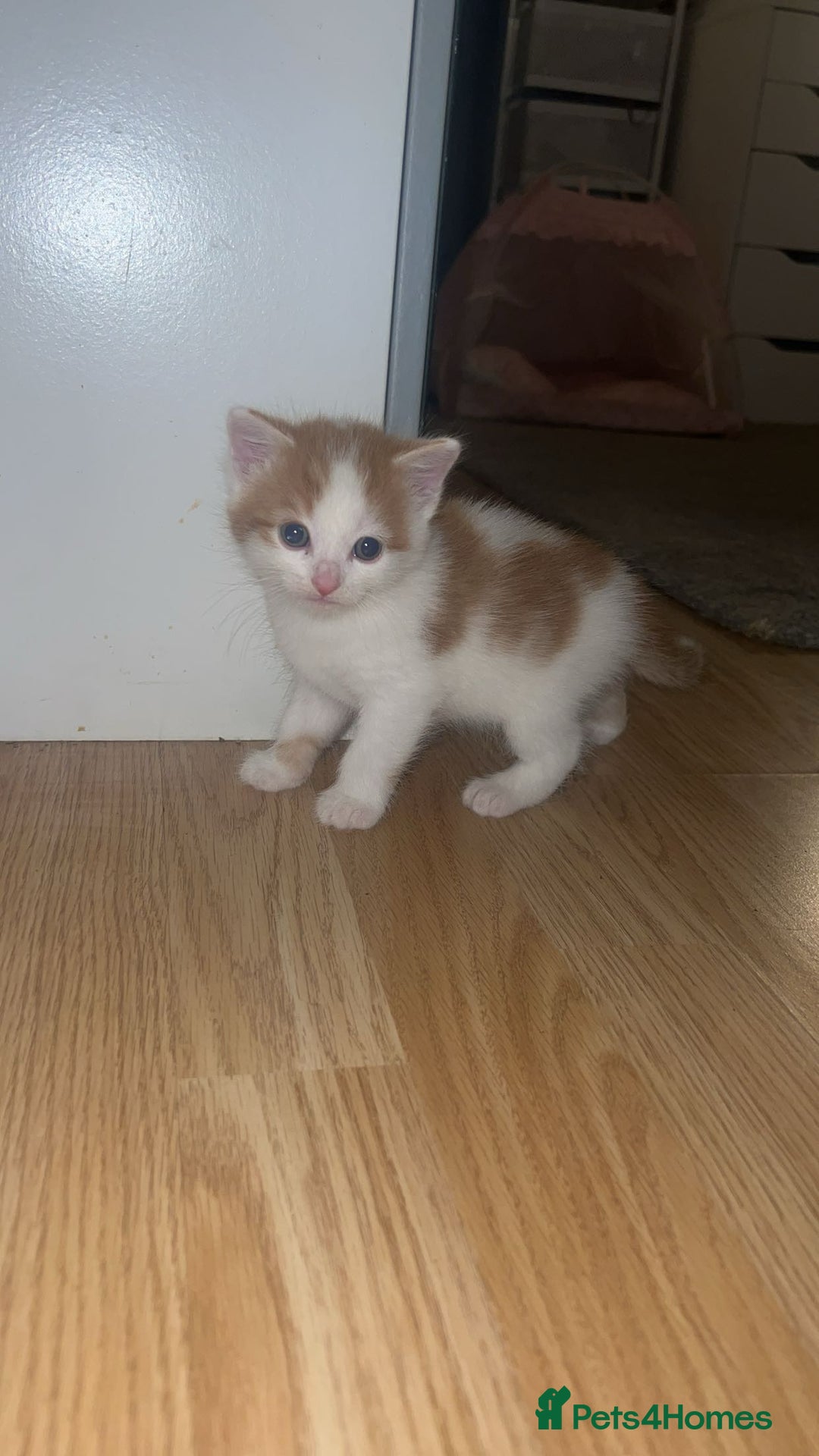 Mixed Breed cats for sale: 4 mixed babies for sale  - Advert 3